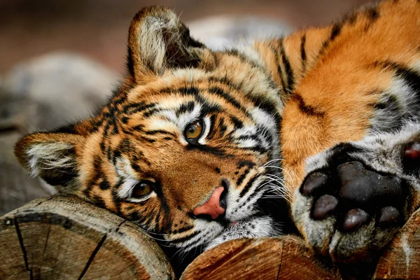 Tiger portrait closeup — Stock Photo, Image