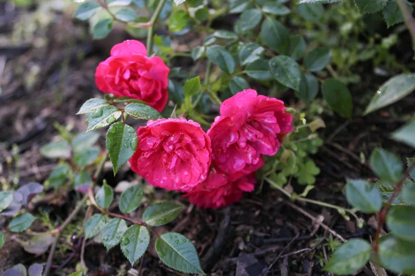 小さな庭のバラ — ストック写真