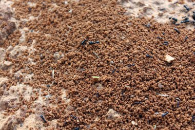 Karıncalar. Makro fotoğraf. Termitnik. Karınca kolonisi