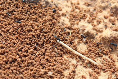 Karıncalar. Makro fotoğraf. Termitnik. Karınca kolonisi