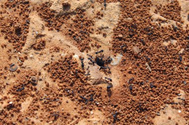 Karıncalar. Makro fotoğraf. Termitnik. Karınca kolonisi