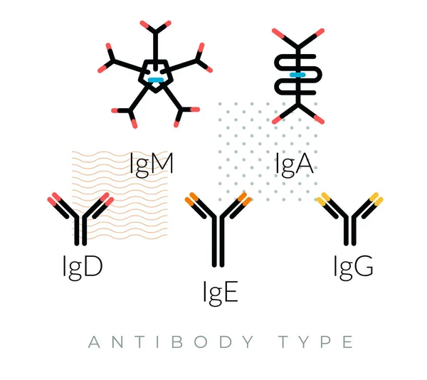 Immunoglobuline Antilichamen Complex Proteïne Ikoon Als Eps Dossier — Stockvector