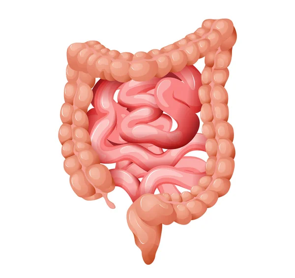 Intestino Grueso Ilustración Stock — Vector de stock