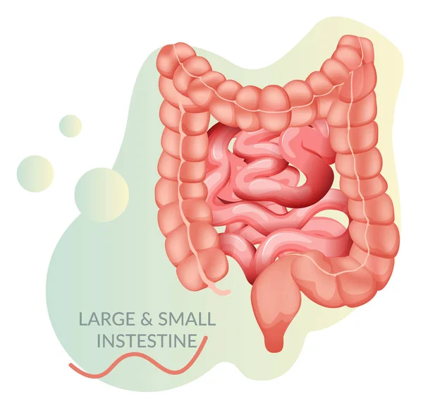 Intestino Grueso Ilustración Stock — Vector de stock