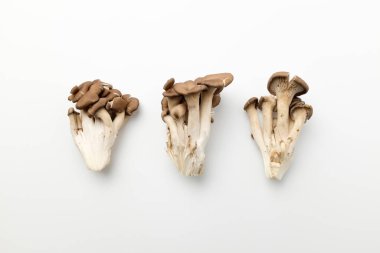 Güzel renklerde bir sürü istiridye mantarı.