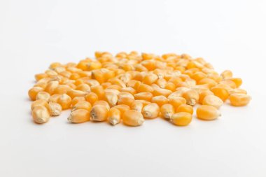 Mısır patlatmak için mısır. Sert mısır. Sarı bitkiler