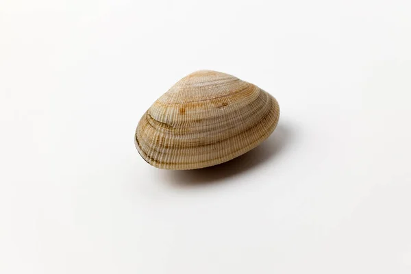 漂亮贝壳里的小蛤蟆 — 图库照片