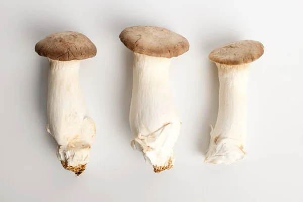 Matsutake King Mushroom Texture Mushrooms Meaty Mushroom — Stock Photo, Image