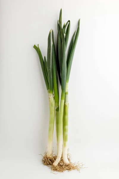 Thick Long Plant Green White Plants Green Onion Roots — Foto Stock