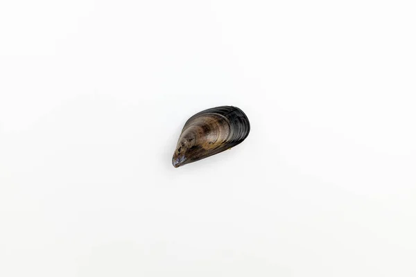 黑色外壳的外壳 甲壳类海鲜 美味海鲜贻贝 — 图库照片
