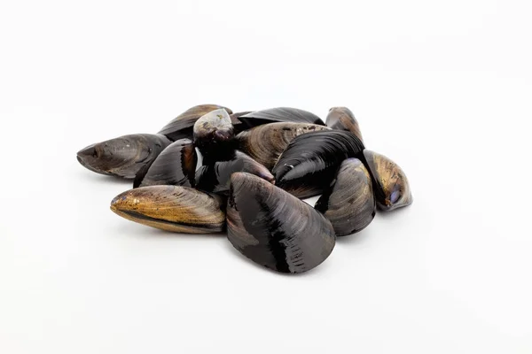 Concha Concha Preta Frutos Mar Crustáceos Deliciosos Mexilhões Frutos Mar — Fotografia de Stock