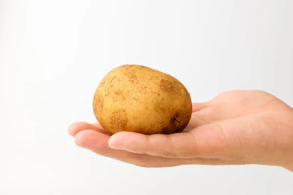 Πρώτες Πατάτες Χώμα Πατάτες Στρογγυλό Σχήμα Όμορφες Και Φρέσκες Πατάτες — Φωτογραφία Αρχείου