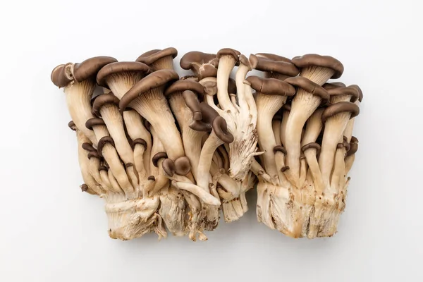 Bunch Oyster Mushrooms Pretty Colors — Stock Photo, Image