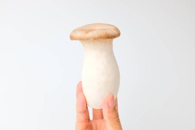 Büyük mantar. Yumuşak dokulu mantar. Yenilebilir Mantar