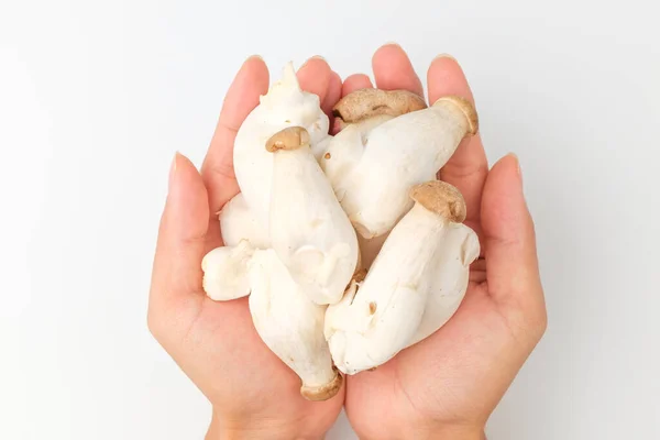Small Sized Oyster Mushroom Edible Mushrooms Soft Edible Plant — Foto de Stock