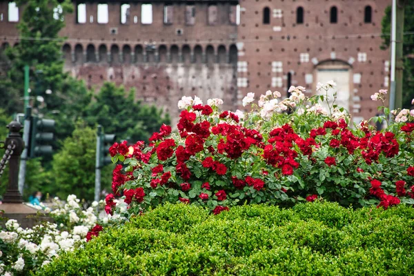 スフォルツァ城 Castello Sforzescoの前にあるLargo Cairoli広場のジュゼッペ ガリバルディ記念碑の下の花 — ストック写真