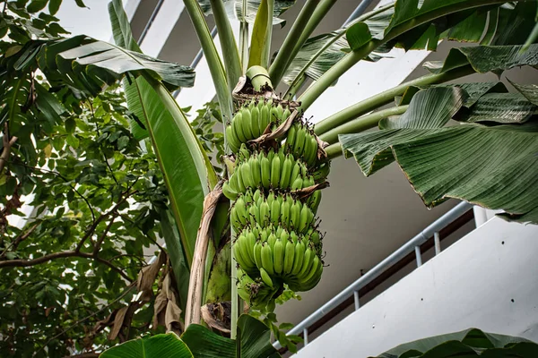 Closeup of a bunch of green unripe bananas on banana tree in Bangkok