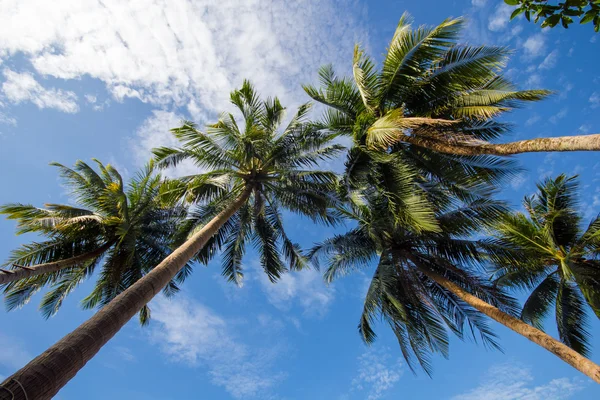 Hindistan cevizi ağaçları ile gök