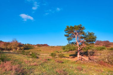 Kuzey Almanya 'da Baltık Denizi' nde saklı bir ada. Sonbahar renklerinde Dornbush tepeleri, sarı, kahverengi ve kırmızı. Tek çam ağacı.