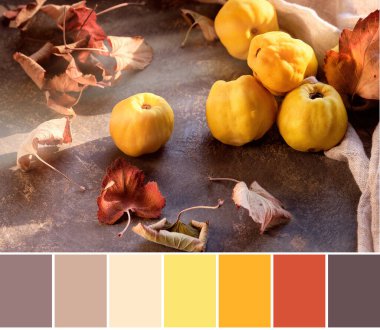 Masanın üstünde keten kulesi olan olgun Japon ayva meyvesi resminin rengiyle eşleşiyor. Sonbahar düzenlemesi, doğal sonbahar renkleri, sarı, kırmızı, kahverengi.