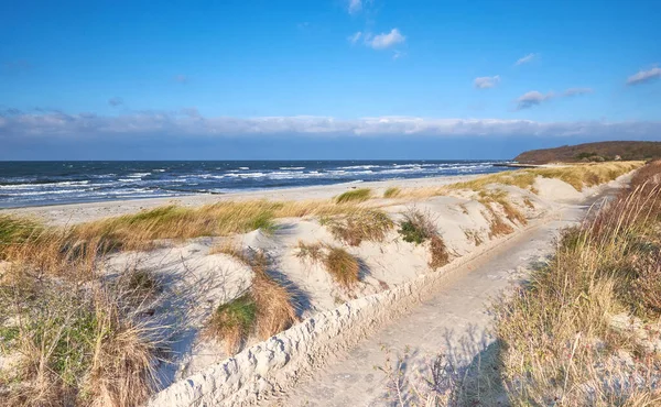 Bike way by the beach near Kloster village. Island Hiddensee in Northern Germany in Autumn ot Winter with yellow grass on dunes.
