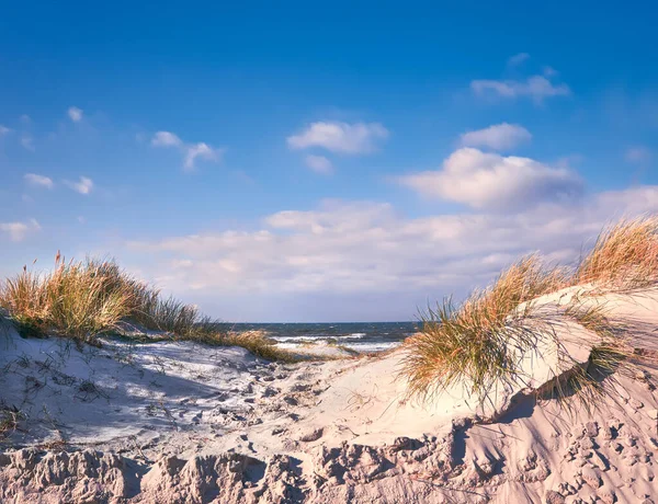 Duinen Beschermen Strand Het Eiland Hiddensee Duitsland Gele Gras Verdorven — Stockfoto