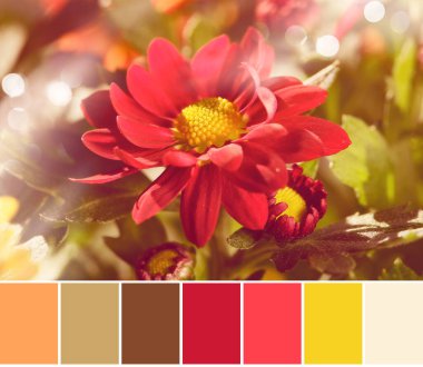 Koyu kırmızı chrysantemum çiçeklerinin tonlu makro görüntüsünün renk eşleşmesi. Sonbaharın parlak gölgeleri.