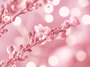 Prunus subhirtella, kış çiçekli kiraz. Tomurcuklara ve çiçeklere yakın çekim. Flora geçmişi. Bokeh 'te soyut ışık elementleriyle tek renkli pembe çiçek arkaplanı. Romantik çiçekler..