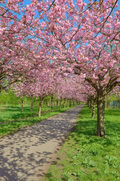 Alley Blossoming Cherry Trees Called Mauer Weg English Wall Path — Stock Photo, Image