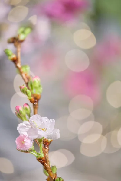 Prunus Subhirtella Vinterblommande Körsbären Närbild Knoppar Och Blommor Mjukt Fokus — Stockfoto