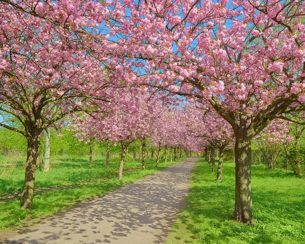 Alley Blossoming Cherry Trees Called Mauer Weg English Wall Path — Stock Photo, Image