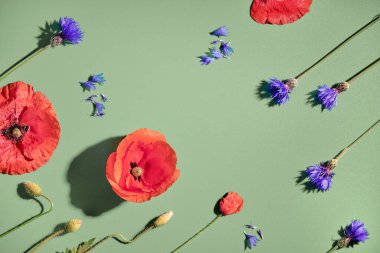 Yanan kırmızı gelincikler ve parlak mavi çiçek. Açık yeşil arka planda düz yatıyordu. Soyut İlkbahar çiçek kompozisyonu.