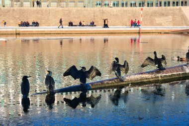 BERLİN, ALMANY - 14 Şubat 2021: büyük karabatak, Phalacrocorax karbonu olarak bilinen büyük siyah karabatak. Berlin, Almanya 'daki Spree nehrine daldıktan sonra kanatları kuruyan çok sayıda karabatak..