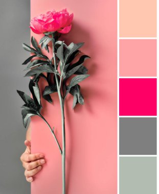 Kağıt tahtanın arkasındaki pembe şakayık çiçeğinin rengiyle uyuşuyor. Gri ve pembe olmak üzere iki tona ayrılmış modaya uygun selamlama arkaplanı.