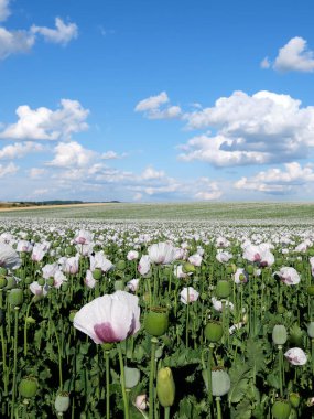 Afyon haşhaş çiçekleri tarlası. Bulutlar, bulutlu gökyüzü. Çek Cumhuriyeti 'nde beyaz renkli haşhaş yetiştiriliyor.