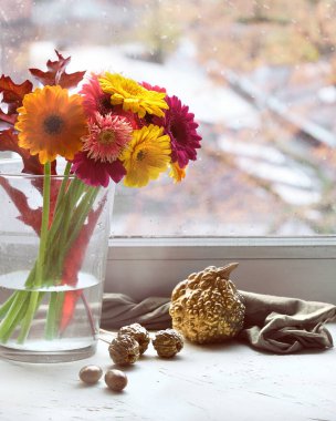 Pencere tahtasında pembe, morumsu, mercan ve sarı Gerbera çiçekleri var. Altın yaldızlı altın yapraklar ve balkabakları pencere eşiğinde.