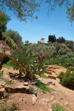 Kolymbethra Bahçeleri ya da Jardino della Kolymbethra. İtalya, Sicilya 'daki Tapınaklar Vadisi' nin kalbindeki muhteşem yeşil bahçe. Bereketli bitki örtüsü, egzotik bitkiler. Tepedeki klasik Yunan sütunları.
