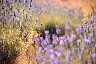 Hırvatistan 'ın Hvar adasındaki dağ lavantasına yakın çekim. Lavanta yağı aromaterapide, parfüm malzemesinde kullanılır. Açık mor doğal arkaplan. Seçici odaklanma, kasıtlı olarak bulanık görüntü.