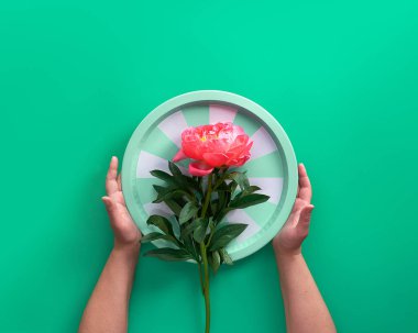 Yeşil arka planda pembe şakayık çiçekli çizgili tepsiyi tutan eller. Tonlanmış görüntü, üst görünüm. Son moda çevre dostu bir geçmiş. Yaz doğum günü veya Anneler Günü tebrik kartı tasarımı.