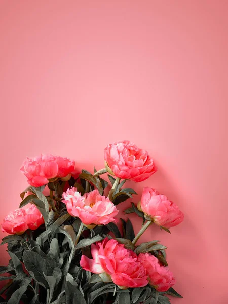 Several Pink Peony Flowers Arranged Matching Pink Paper Toned Image — Stock Photo, Image