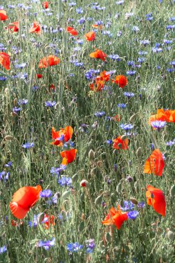 Almanya 'da kırmızı haşhaş tarlası. Yanan kırmızı gelincikler ve açık havada açık havada mavi çiçekler. Seçici odak, tonlu resim.