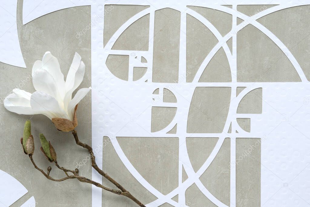 White magnolia flower, Fibonacci sequence circles on beton stone background. Order, perfection in Nature. Golden ratio concept. Top view, geometric paper art. Desaturated, earth colored white, beige colors.
