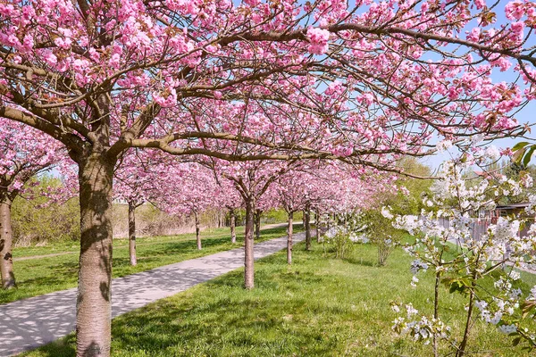 Alley Blossoming Cherry Trees Called Mauer Weg English Wall Path — Stock Photo, Image