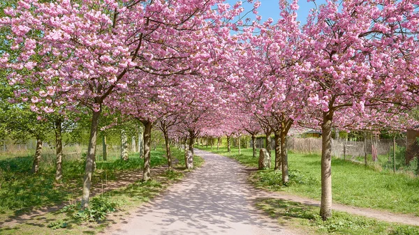 Alley Blossoming Cherry Trees Called Mauer Weg English Wall Path — Stock Photo, Image