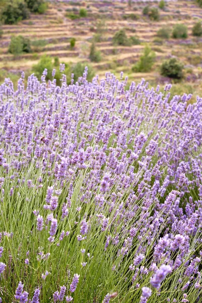 Mountain Lavender Hvar Island Croatia Lavender Oil Used Aromatherapy Perfume — Fotografia de Stock