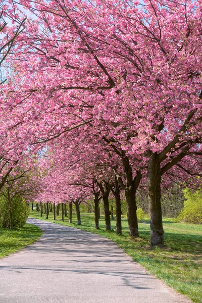 Alley Blossoming Cherry Trees Called Mauer Weg English Wall Path — Stock Photo, Image