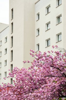 Modern evin önünde kiraz çiçekleri, Berlin, Almanya 'da eski bir apartman bloğu. Şehir mimarisi, kentsel peyzaj alanındaki sakura ağaçları.