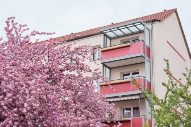 Çağdaş evlerin önünde balkonları olan kiraz çiçekleri, Berlin, Almanya 'da Avrupa' daki apartman blokları. Şehir manzarasında modern mimari, sakura ağaçları ve şehir gelişimi.