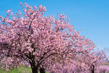 Pembe sakura, parlak bir günde çiçekli kiraz çiçekleri. Kamu parkındaki Sakura ağaçları. Romantik ilkbahar, pembe ve mavi arka plan..