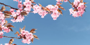 Banner, pembe sakura, mavi gökyüzü ile aydınlık bir günde çiçekli kiraz dalları. Metin alanı, kopyalama alanı, metin yeri olan doğal panoramik tasarım.